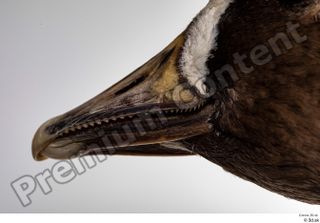 Greater white-fronted goose Anser albifrons beak head 0007.jpg